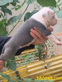 A Şecereli Amstaff Yavrular 3