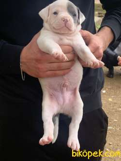 A Şecereli Amstaff Yavrular 2