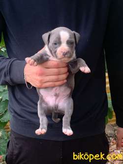 A Şecereli Amstaff Yavrular 4