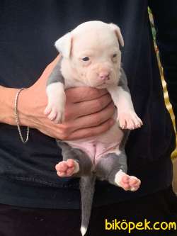 A Şecereli Amstaff Yavrular 1