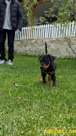 A SECERELİ DOBERMAN YAVRULARI 4