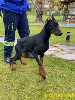 A SECERELİ FULL EĞİTİMLİ DOBERMAN YAVRULARI 3