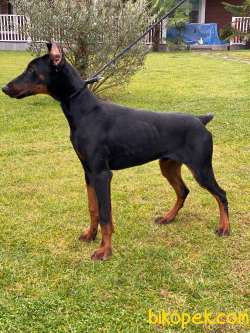 A SECERELİ FULL EĞİTİMLİ DOBERMAN YAVRULARI 2