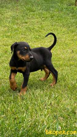 A SECERELİ DOBERMAN YAVRULARI 2