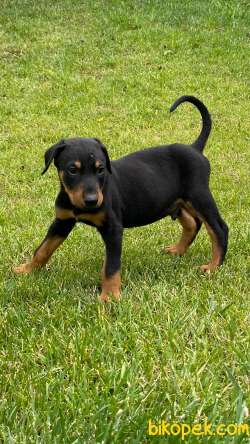 A SECERELİ DOBERMAN YAVRULARI