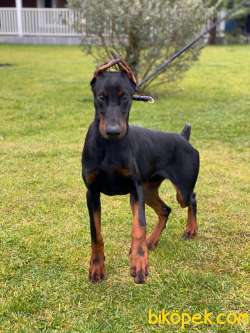 A SECERELİ FULL EĞİTİMLİ DOBERMAN YAVRULARI 1