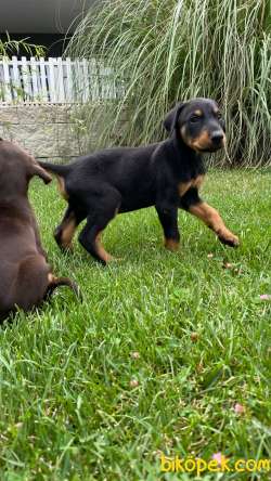 A SECERELİ DOBERMAN YAVRULARI 5