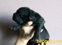A Şecereli (kif/fci) Mikrocipli Anne Altından Dişi Yavrular 3