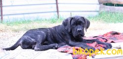 A Şecereli (Kif/Fci) Mikrocipli Dişi Yavru 4