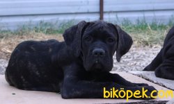 A Şecereli (Kif/Fci) Mikrocipli Dişi Yavru 2
