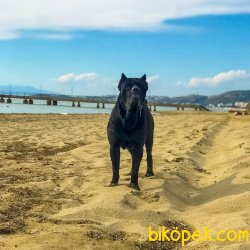 A Şecereli Show Kalite Cane Corso Yavrulari 2