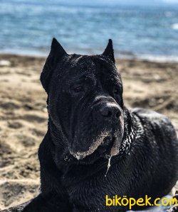A Şecereli Show Kalite Cane Corso Yavrulari 1