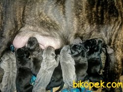 A Şecereli Show Kalite Cane Corso Yavrulari 3