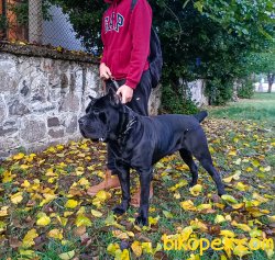 A Şecereli Show Kalite Cane Corso Yavrulari 5