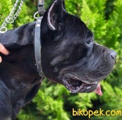 A Şecereli Show Kalite Cane Corso Yavrulari 4
