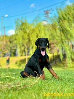 A Secereli Süper Kalite Doberman Yavruları