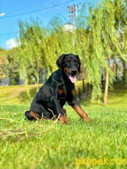 A Secereli Süper Kalite Doberman Yavruları 5