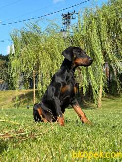 A Secereli Süper Kalite Doberman Yavruları 1