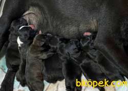 İngiliz Staffordshire Bull Terrier Yavruları 3