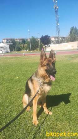 A Sınıf Şecereli Dişi 3