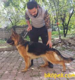 A Sınıf Şecereli Temel İtaat Eğitimli Safkan Dişi 5