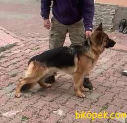 A Sınıf Şecereli Temel İtaat Eğitimli Safkan Dişi 3