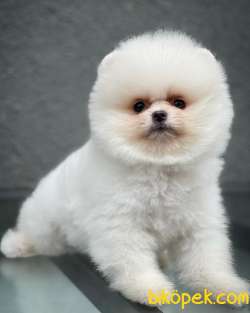 A SINIFI Ayı Surat Teddyface Pomeranian Boo Oğlumuz Yarışma Adayı 2