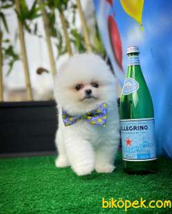 A SINIFI Ayı Surat Teddyface Pomeranian Boo Oğlumuz Yarışma Adayı 4