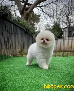 A SINIFI Ayı Surat Teddyface Pomeranian Boo Oğlumuz Yarışma Adayı 5