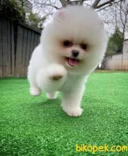 A SINIFI Ayı Surat Teddyface Pomeranian Boo Oğlumuz Yarışma Adayı 3
