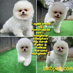 A SINIFI Ayı Surat Teddyface Pomeranian Boo Oğlumuz Yarışma Adayı 1
