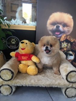 TEDDY BEAR AYI SURAT POMERANİAN  YETİŞKİNLER 1
