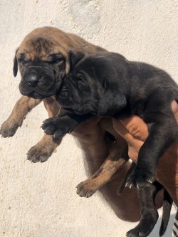 Saf-kan Orjinal Danua Yavrularımız 1