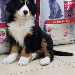Bernese Mountain Dog Yavruları 2