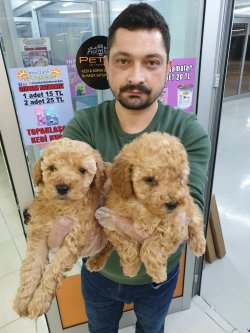 SEVİMLİ RED TOY POODLE ERKEK YAVRUMUZ 1