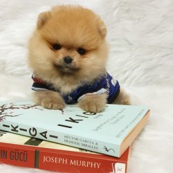 Mükemmel Kalite Pomeranian Boo Yavrularımız 3