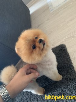 Orjinal İ̇rk Garantili Pomeranian Boo Yavrularimiz 3