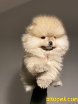 Orjinal Pomeranian Yavruları İçin İletişime Geçin 3