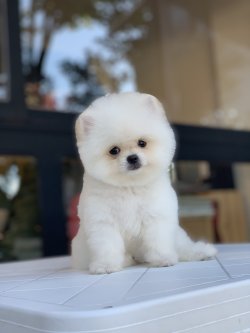 İ̇rk Belgeli Teddy Face Pomeranian Boo Yavrularimiz 1