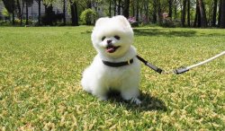 Ayi Surat Orjinal Pomeranian Boo Yavrularimiz 1