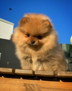 Yarışma Düzeyi PomeranianBoo Yavrularımız Için İletişime Geçiniz 2