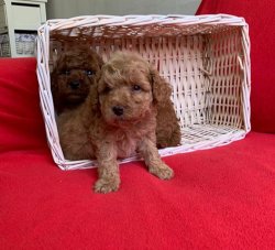 Sevi̇mli̇ Toy Poodle Yavrularımız 2
