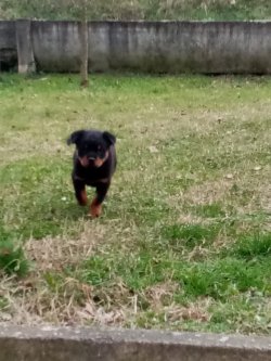 Rotweiller Yavrular 4