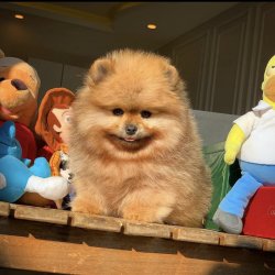 Üst Segment Küt Burun PomeranianBoo 5