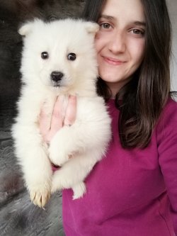 Çiftliğimizden Samoyed Yavrularımız 1
