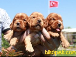 Golden Retriever Yavrularımız 1