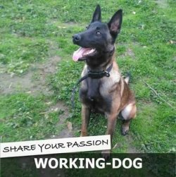 BURSA PAŞA KÖPEK DÜNYASINDAN BELÇİKA MALİNOİS YAVRULAR 1