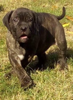 CANE CORSA YAVRULARI 3