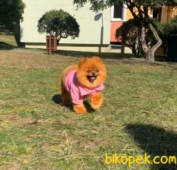 Dişi Yetişkin Pomeranian Boo 3