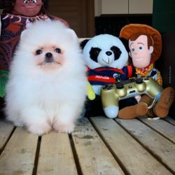Yeni Gelen Kar Beyazı TeddyBear Oğlumuz 1